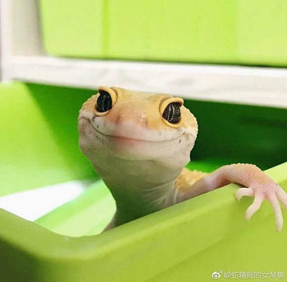 求一下那个什么就是日本的那个豹纹守宫微笑的图片谁有发下谢谢豹纹