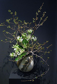 monlee采集到花艺