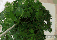 渊凯采集到奇妙生物