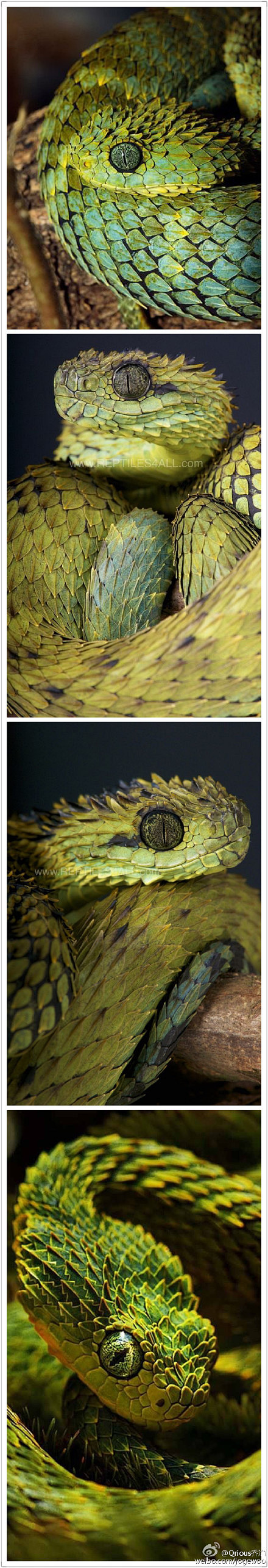 我觉得树蝰#bush viper#这种蛇.