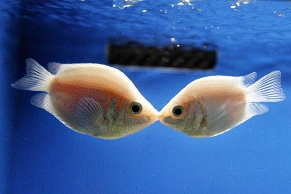 两条鱼在一起的图片图片