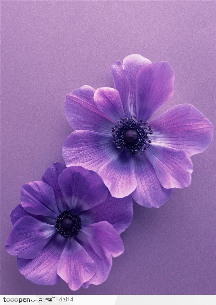 植物背景 两朵紫色花