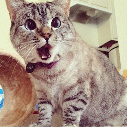 15:45:55猫 震惊表情包深度睡眠xy同采自image