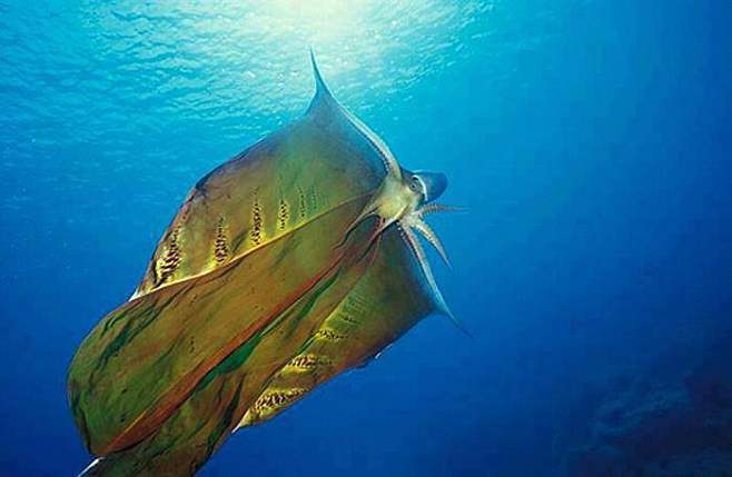 非常罕見的毯章魚。 #水下摄影#