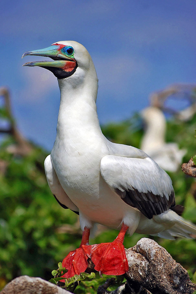 鲣鸟目鲣鸟科鲣鸟属红脚鲣鸟
