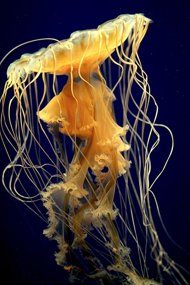 jellyfish