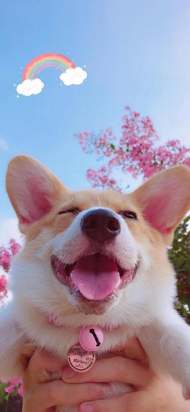 微笑狗真实图片图片
