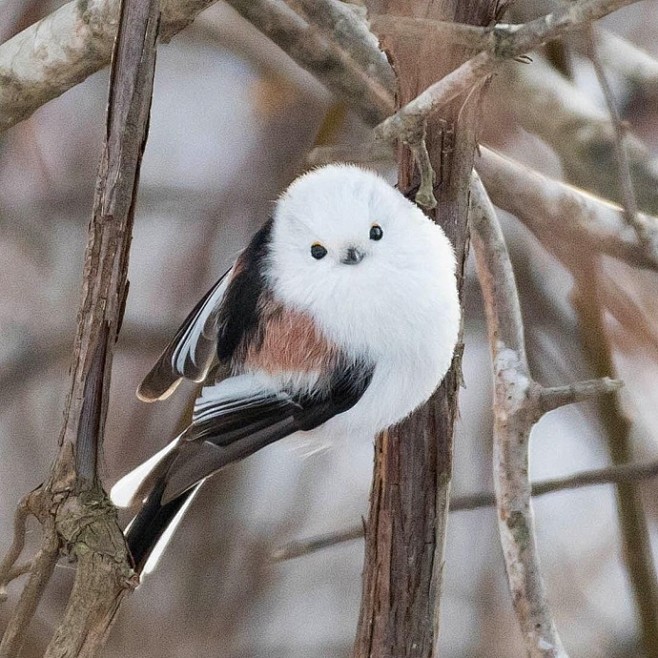 肥啾可爱的犯规67676767