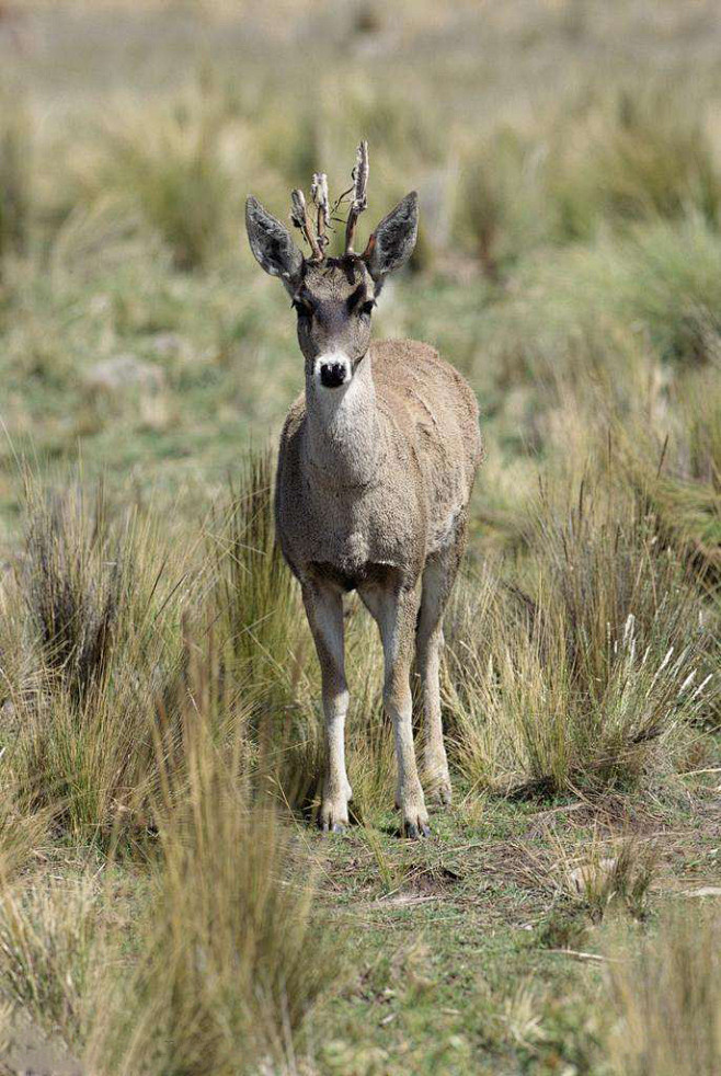 秘鲁马驼鹿
