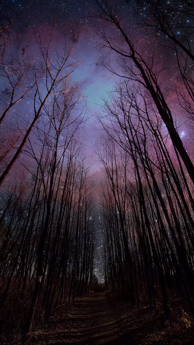 唯美星空夜景夜空星光树木森林自然风景iphone手机壁纸唯美壁纸锁屏