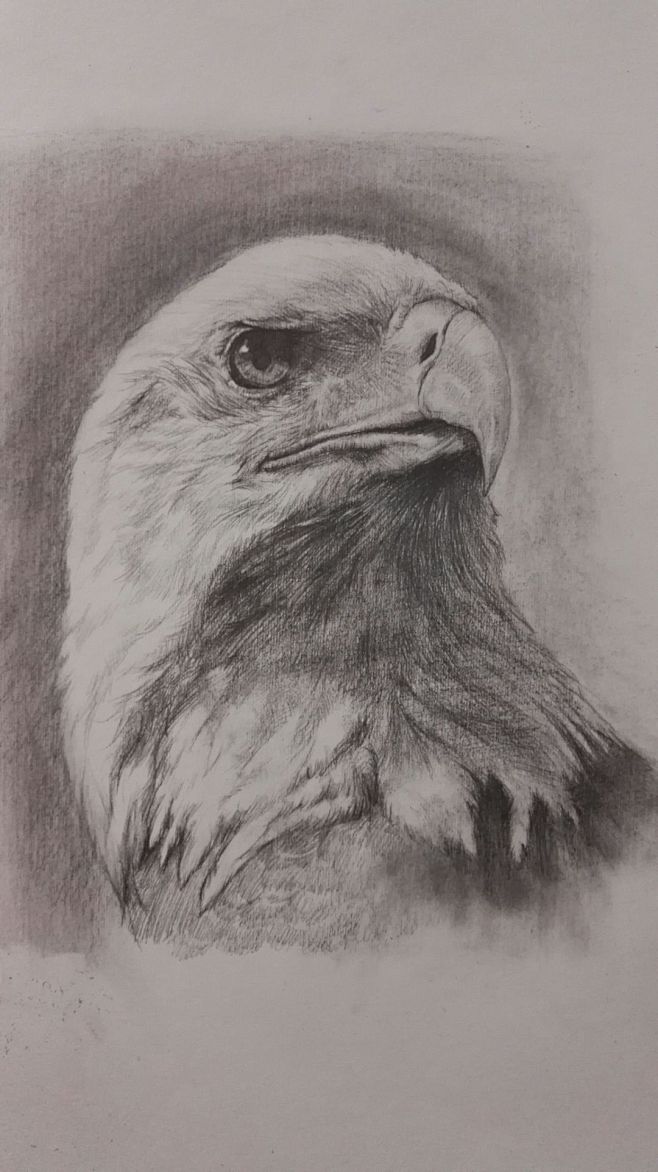 22:53:33手绘_鹰创意素描儿童美术课件资料集该采集也在以下画板加载