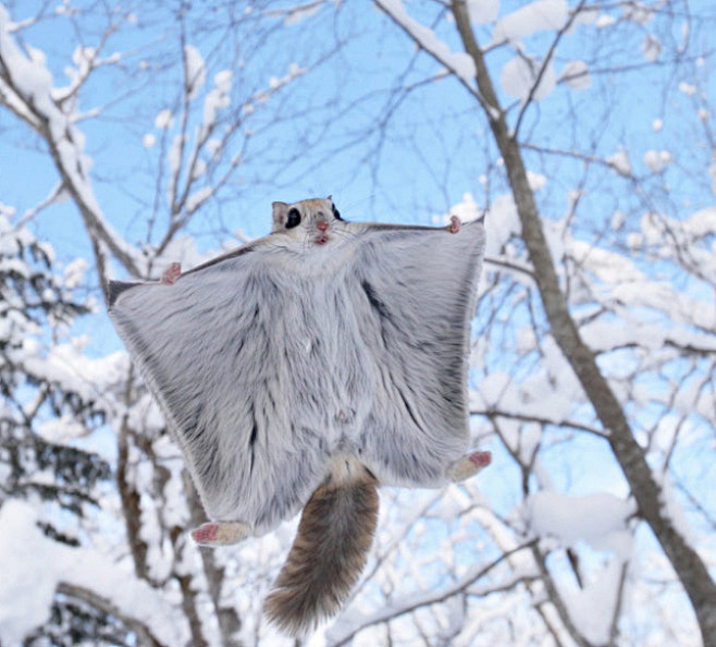 俄罗斯飞鼠也叫西伯利亚飞鼠眼睛大而醒目非常可爱被毛的翼膜展开时