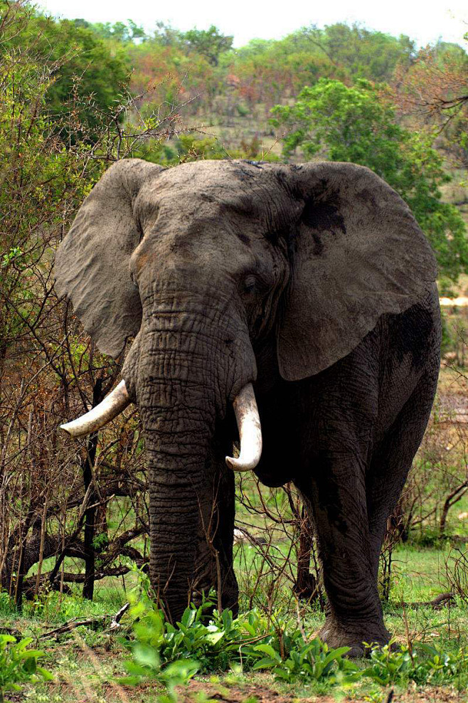 长鼻目象科非洲森林象