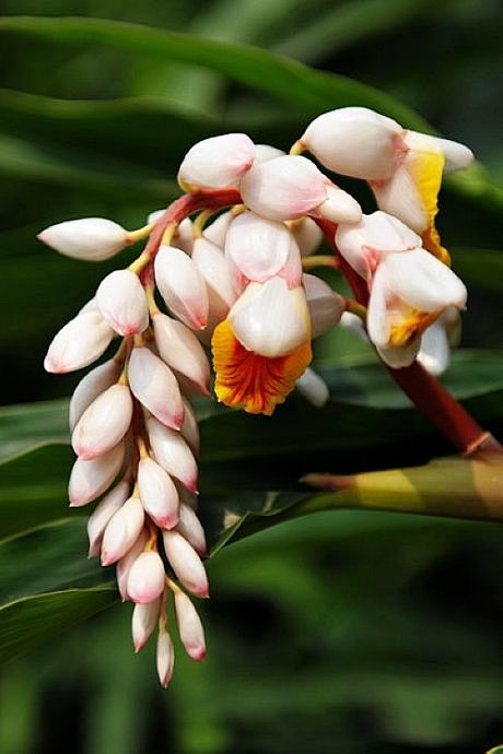 yzcvbyxe从lilacya转采于2021-12-28 11:54:57豆蔻植物yzcvbyxe同采自