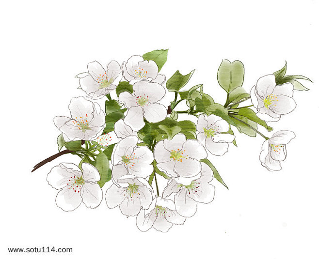 春天素色梨花手绘