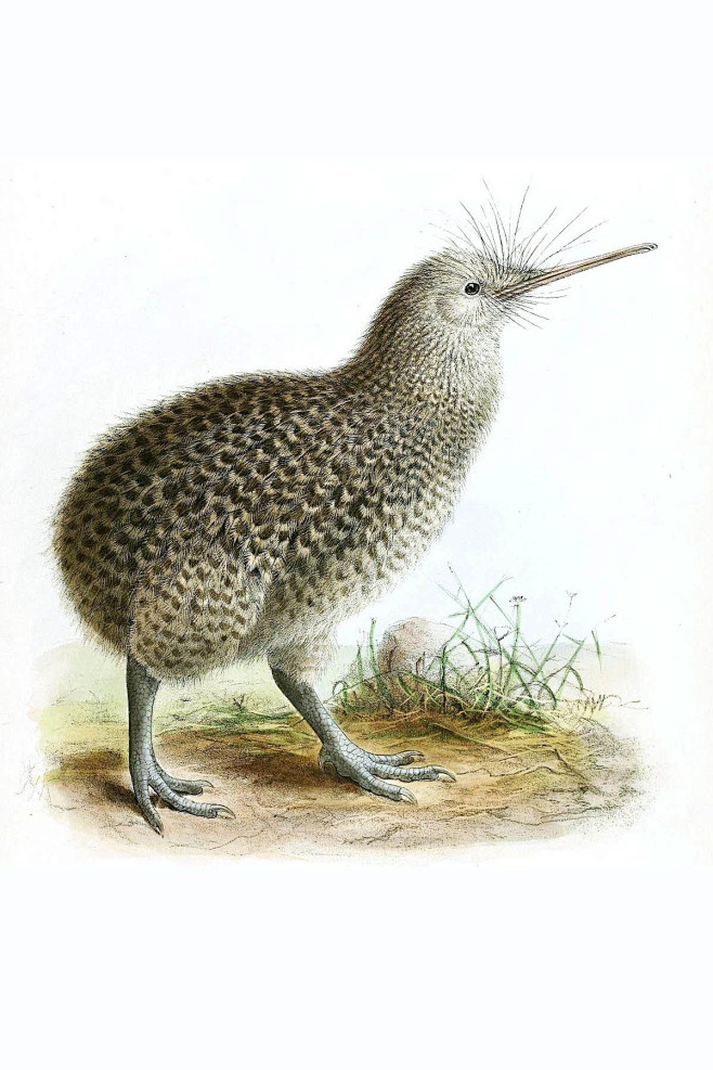 鹬鸵目鹬鸵科鹬鸵属小斑几维