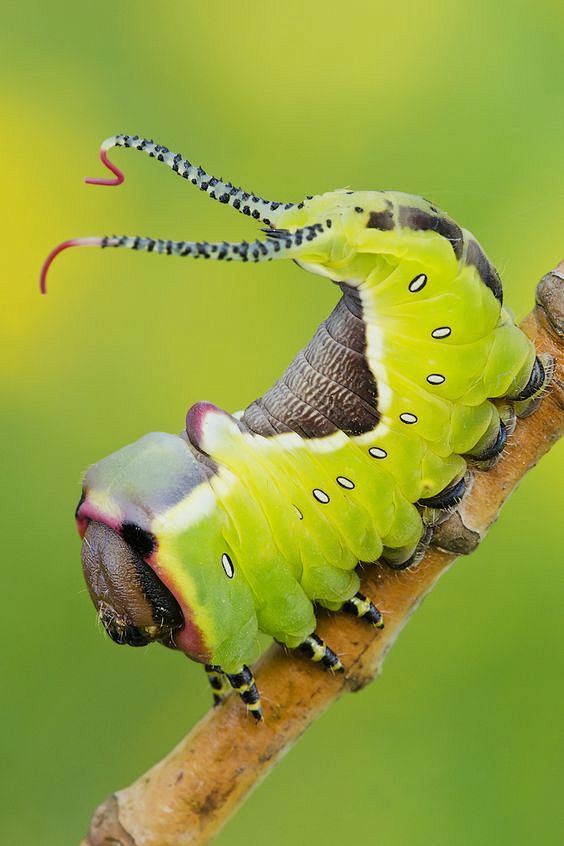 caterpillar: