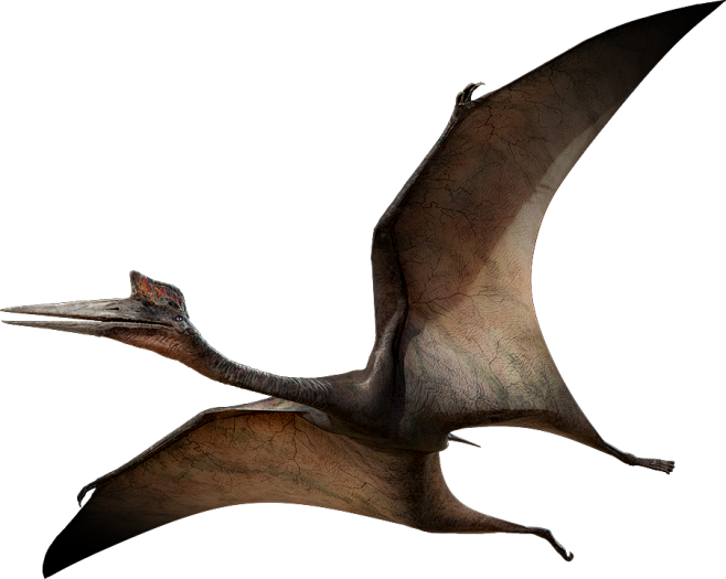 翼龙png