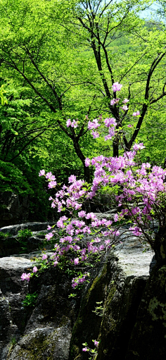 宁馨郁金香采集到风景这边独好