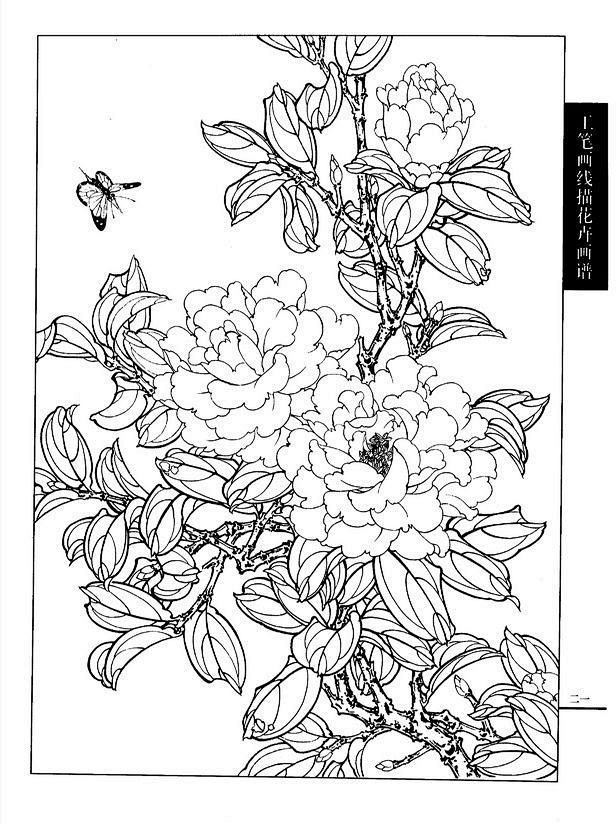 花卉白描-花瓣网|陪你做生活的设计师 | 工笔画线描花卉画谱(荷花篇)