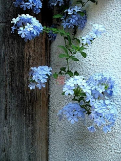痕迹wonderful采集到浅笑花开