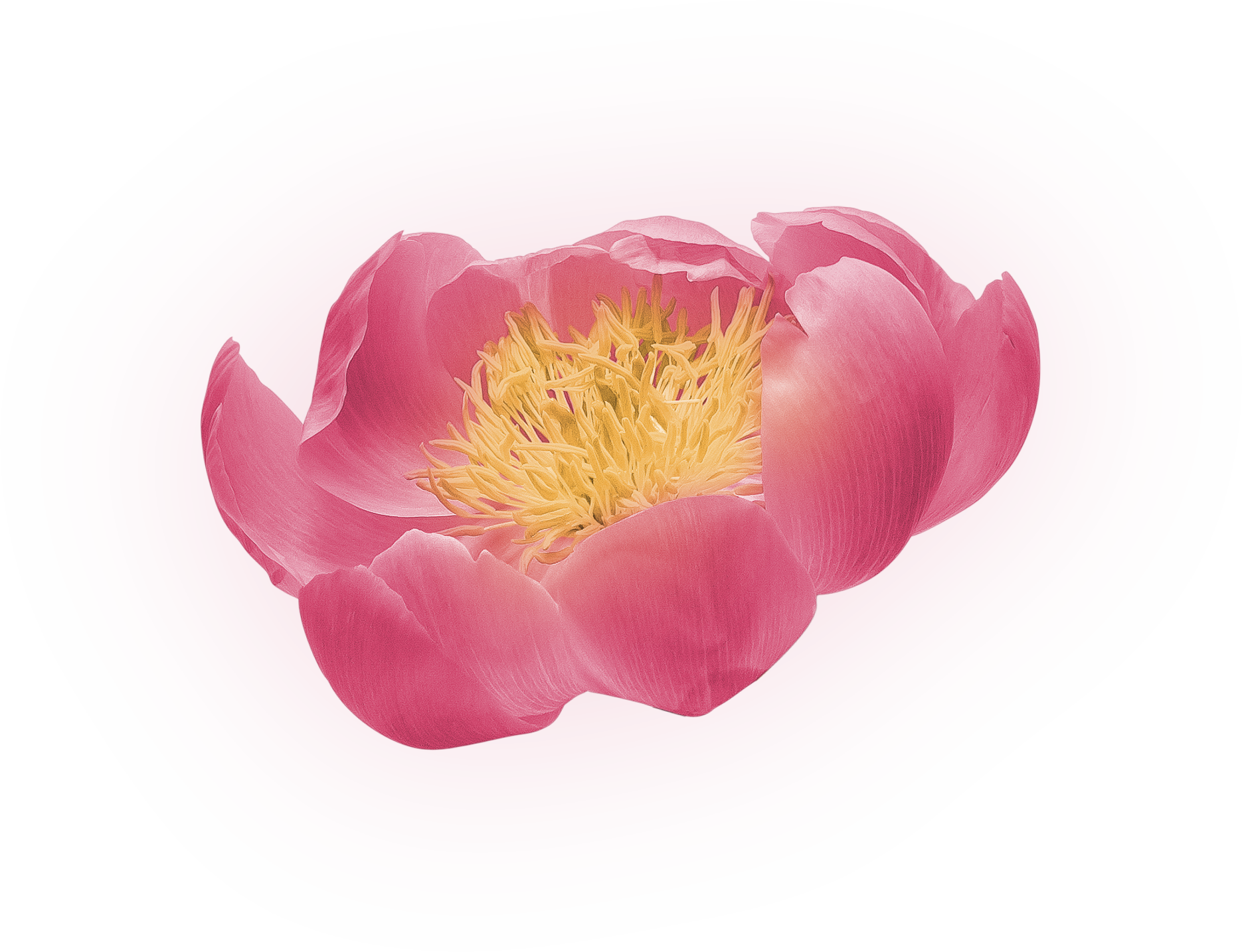 牡丹花朵花束png免抠 玫瑰 Png 素材采下来 率叶插件 让花瓣网更好用