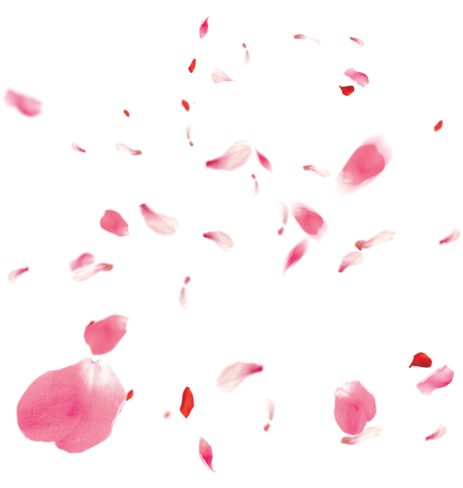 玫瑰花瓣透明图