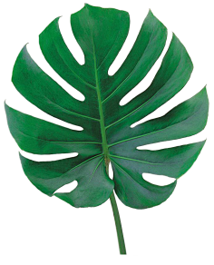 小马A采集到png——素材