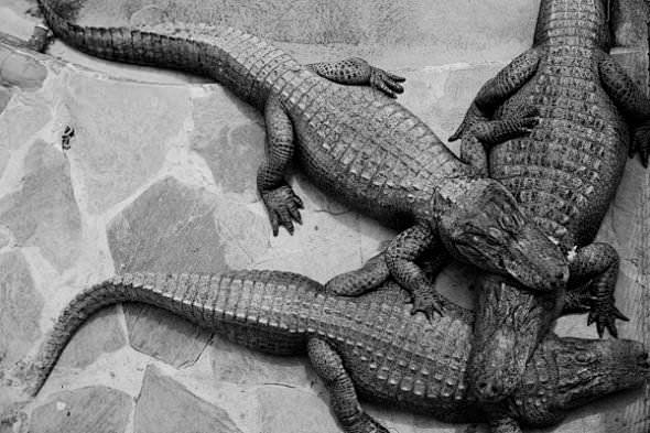 黑白鳄鱼