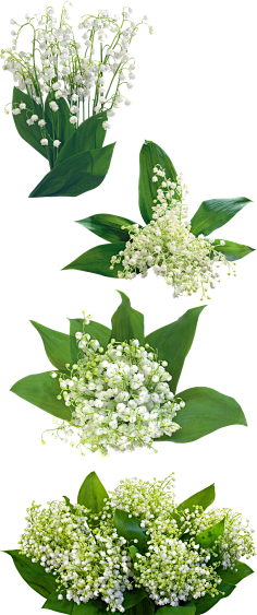 小宅爱学习采集到花/提取物/精华