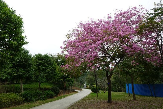 红花风铃木