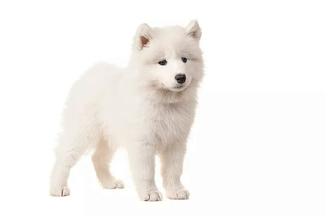 萨摩耶白底 创意图片 - VCG41N944210978