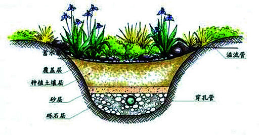 生态植草沟剖面图图片