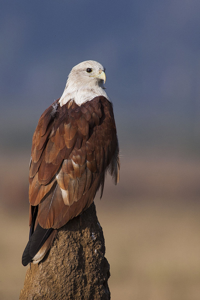 鹰形目鹰科栗鸢属栗鸢
