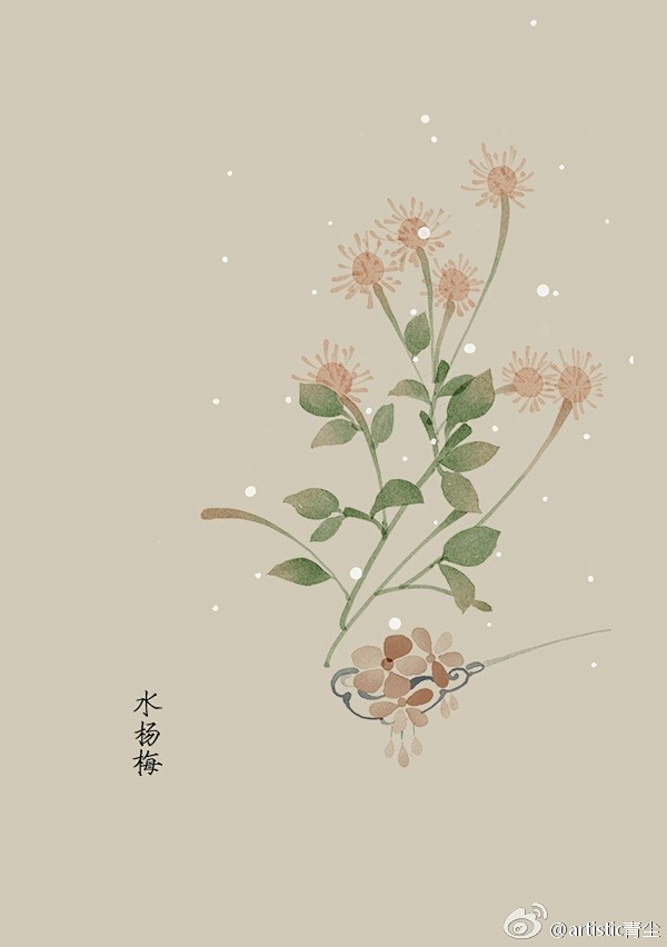 365天生日花 5月25日水杨梅 Common Avens 花语 杰出5月26日万年青 Rhoeo Spathacea 花语 永恒的爱