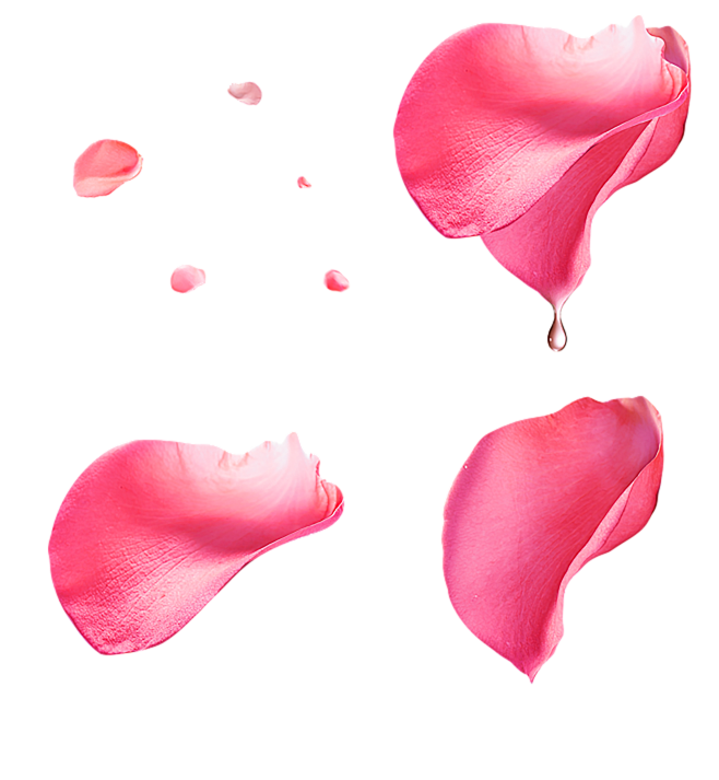 花瓣png免抠素材