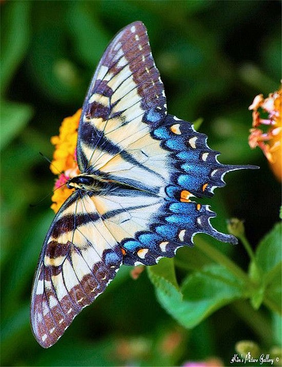 蝴蝶近距离拍的照片图片