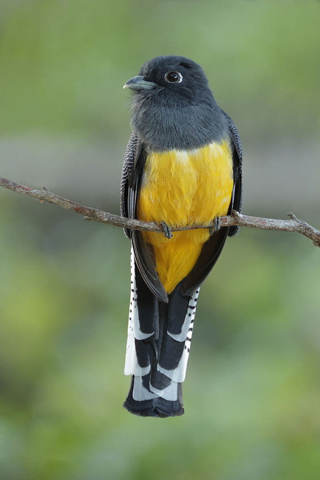 咬鹃目咬鹃科美洲咬鹃属斑尾美洲咬鹃