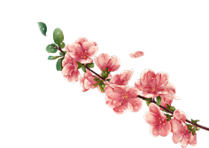 柚子白糖酥采集到萌芽