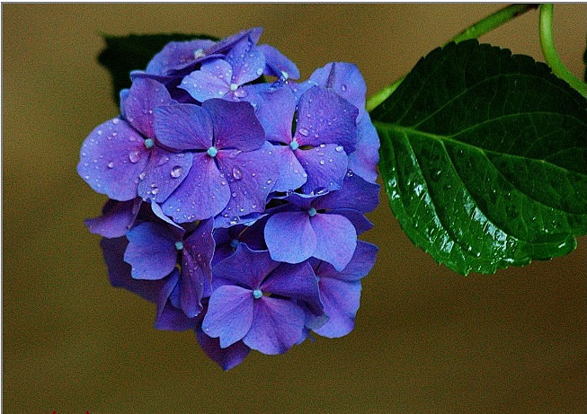 绣球花又名八仙花 紫阳花 七变化 洋绣球 粉团花 为山茱萸目绣球花科绣球属落叶灌木 花几乎全为无性花 所谓的 花 只是萼片而已