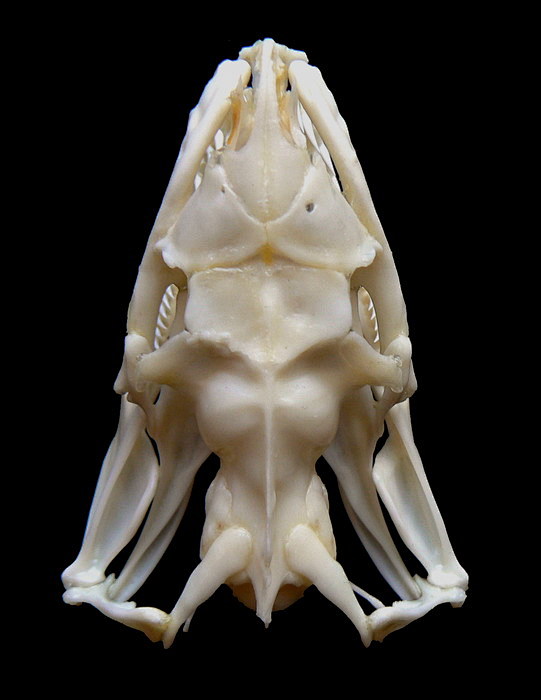 【图片】蛇的头骨【动物吧】_百度贴吧