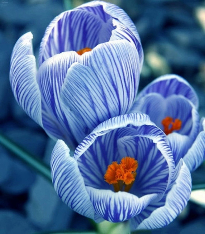 荷兰番红花crocus Vernus 又名紫番红花 番红花属植物 直立的花的颜色为白色到紫色 有时含紫色条纹 有时有深色的斑点 开花季节为3月到6月 少数可达到8月 每年在旧根基础上长出新的球状块茎
