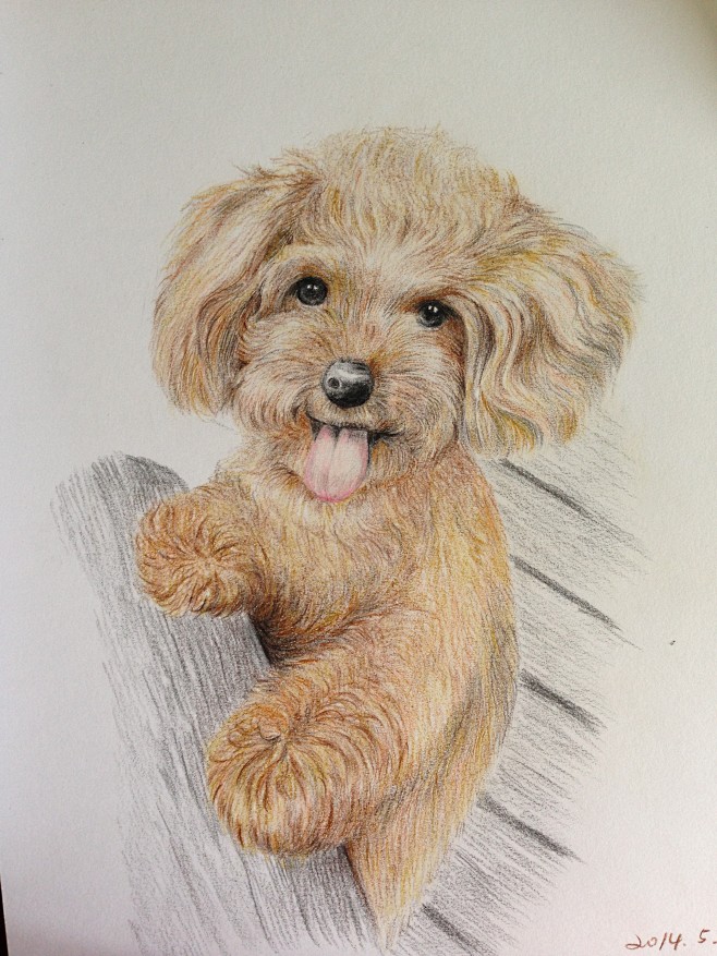 泰迪聪明、乖巧、活泼、好打理,是孩子们最好