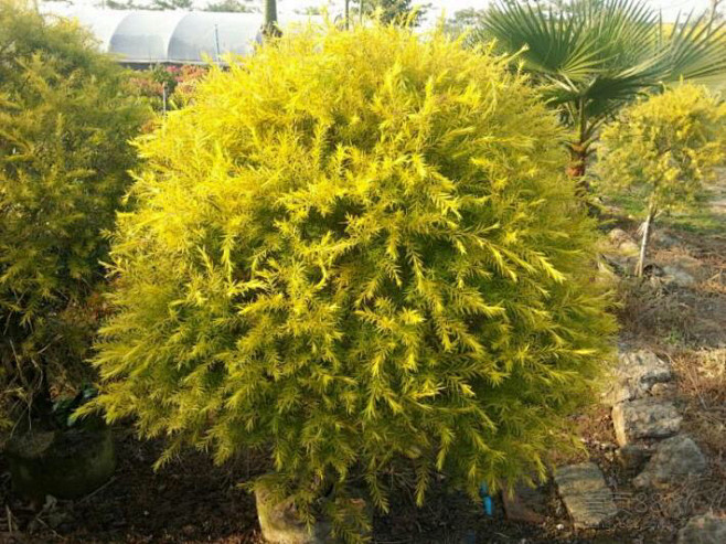 黄金香柳球千层金