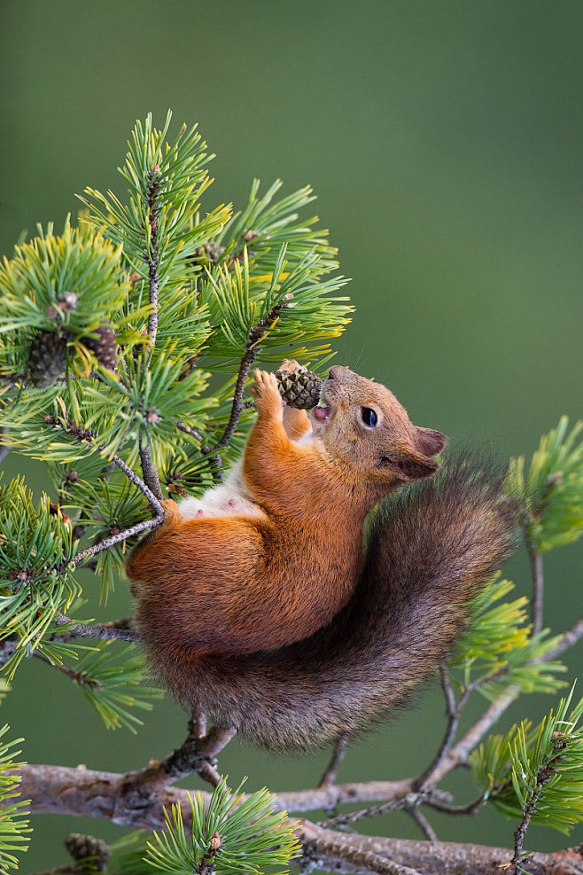 啮齿目松鼠亚目松鼠科松鼠属欧亚红松鼠