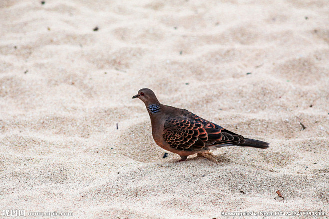 斑鳩鴿子體羽灰褐色山斑鳩灰斑鳩鳥類可愛羽毛野鳥攝影動物攝影生物