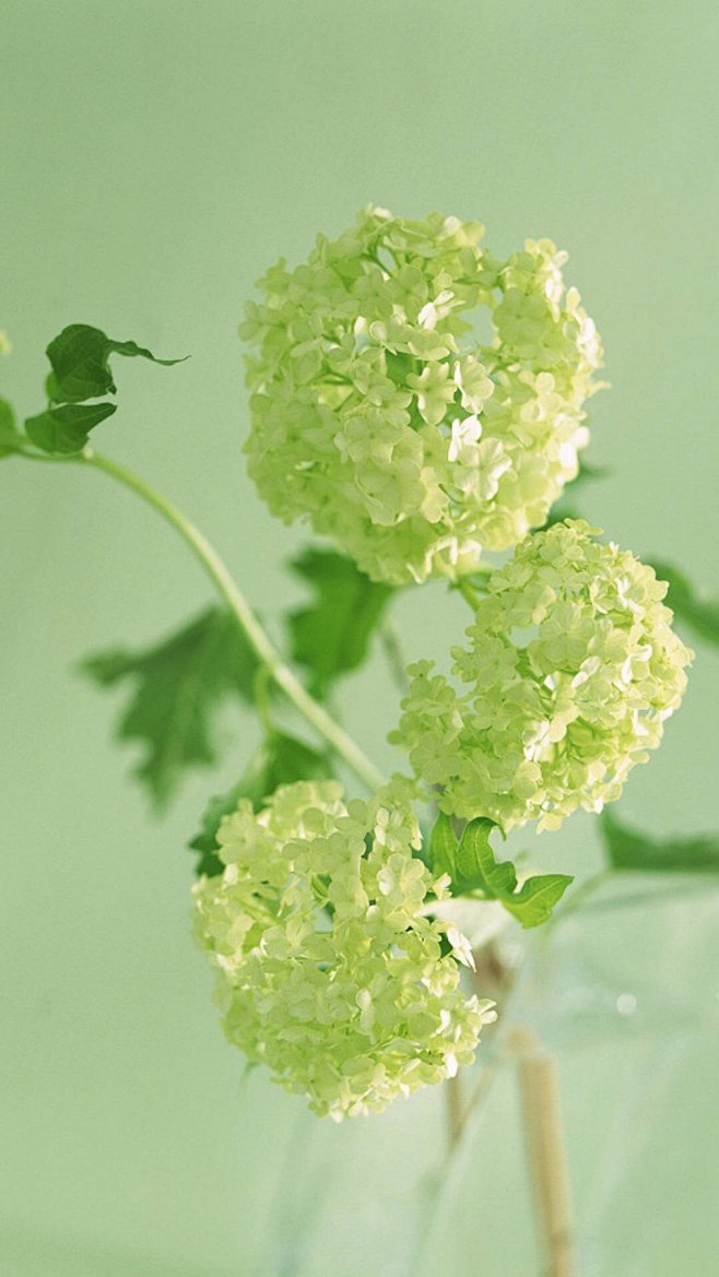 唯美好看的治愈系植物iphone7plus手机壁纸