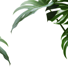 L李多遥远采集到免抠-动植物水果花卉