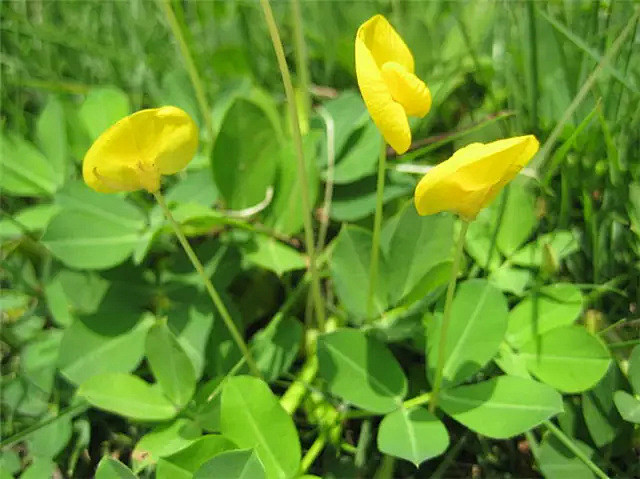 蔓生花 豆科落花生属 别名 遍地黄金