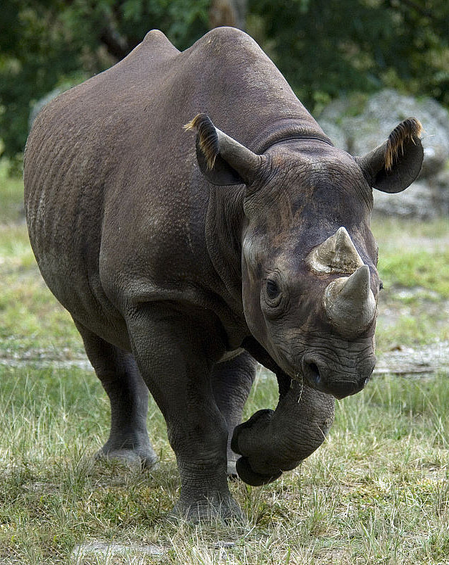 奇蹄目·角型亚目·犀科:黑犀牛